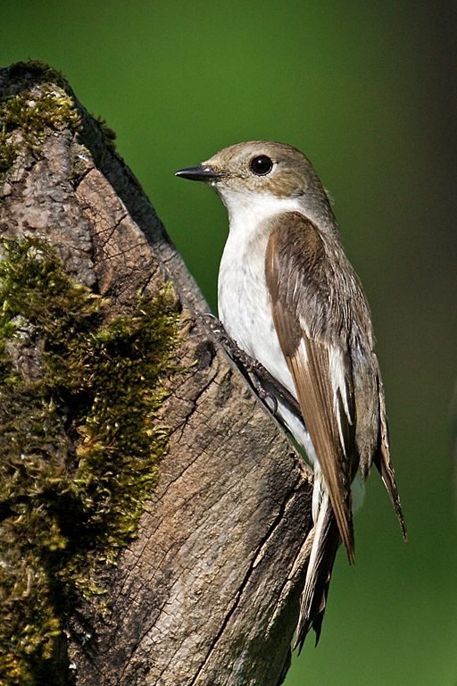 Pied Flycatcher by Sanya_S