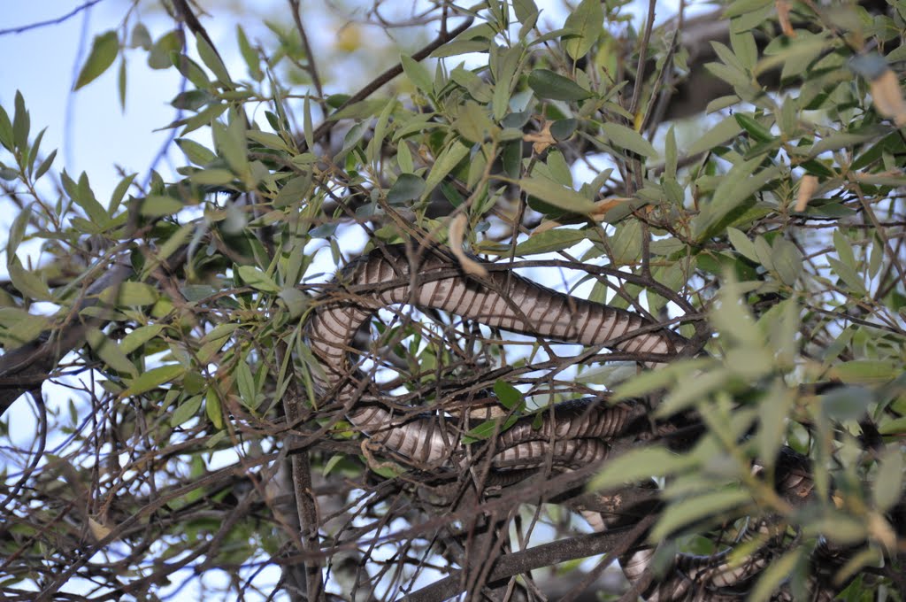 Boomslang in the Kangoo Caves by hansi1710