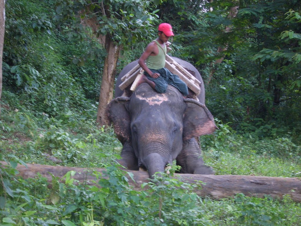 Elephant at work by Patrick Ourdi