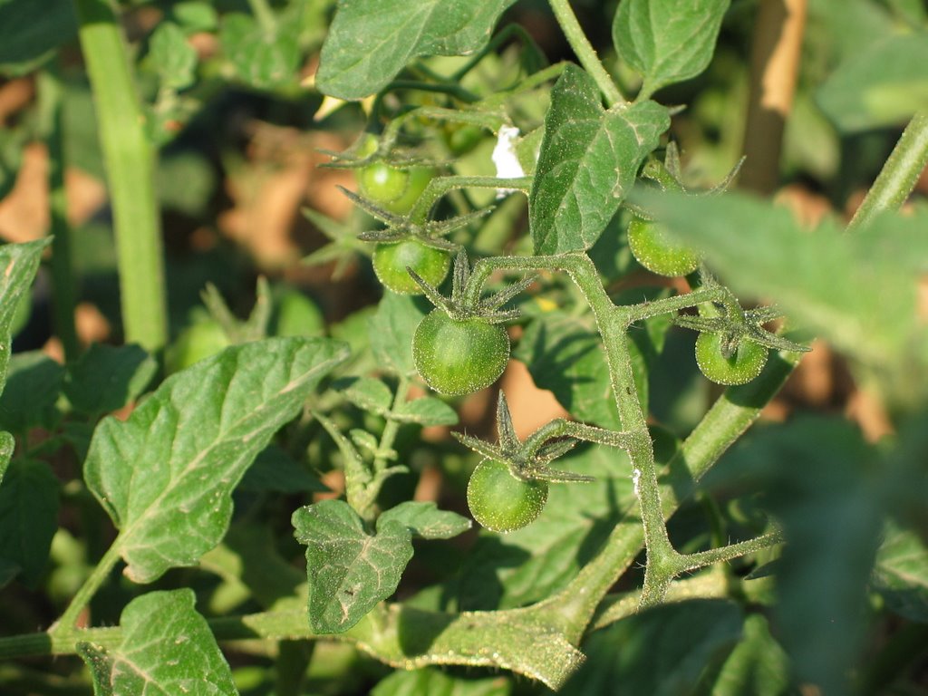 Tomato plant - Ντοματιά by Phaethon