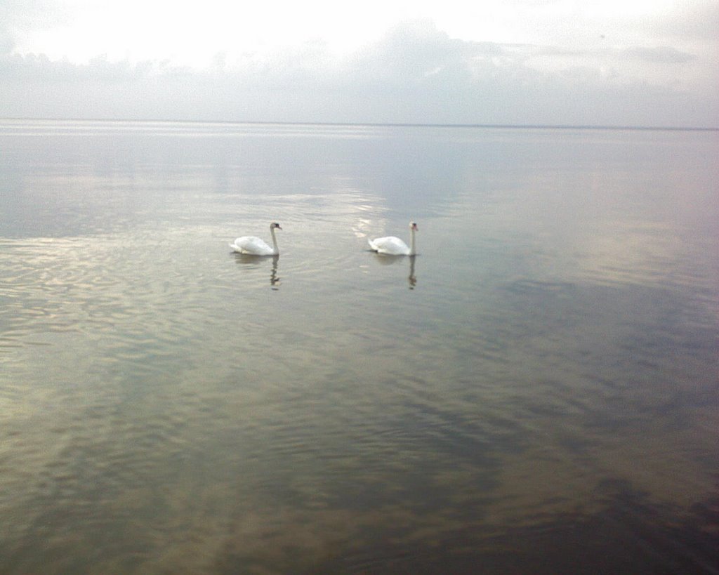 Swans by Vilnis Ločmelis