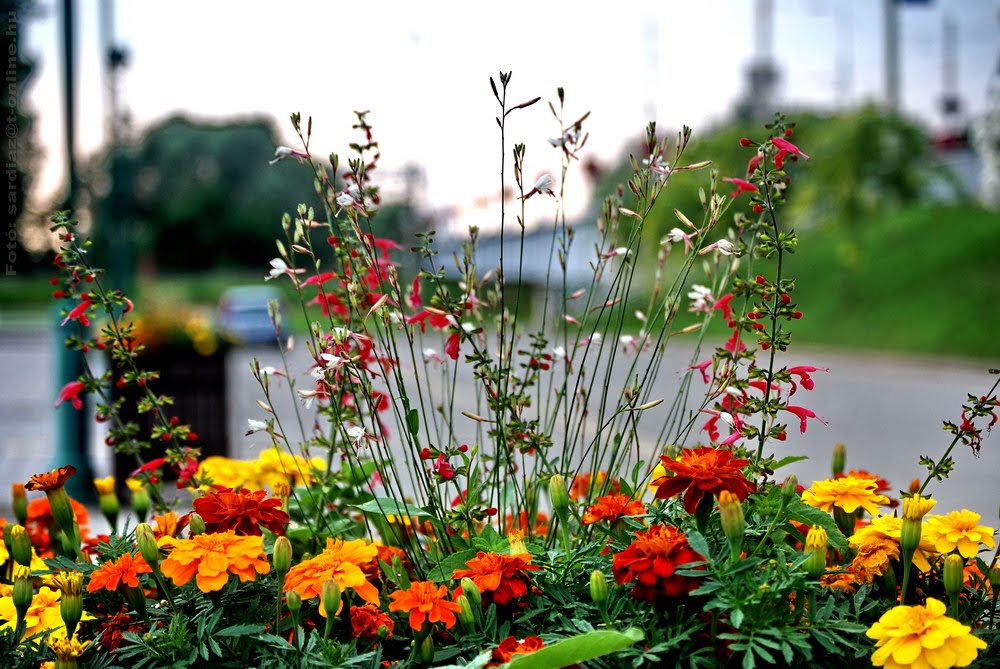 Flowers - Szeged DSC_2092-1 by Sárdi A. Zoltán ♥Budapest♥