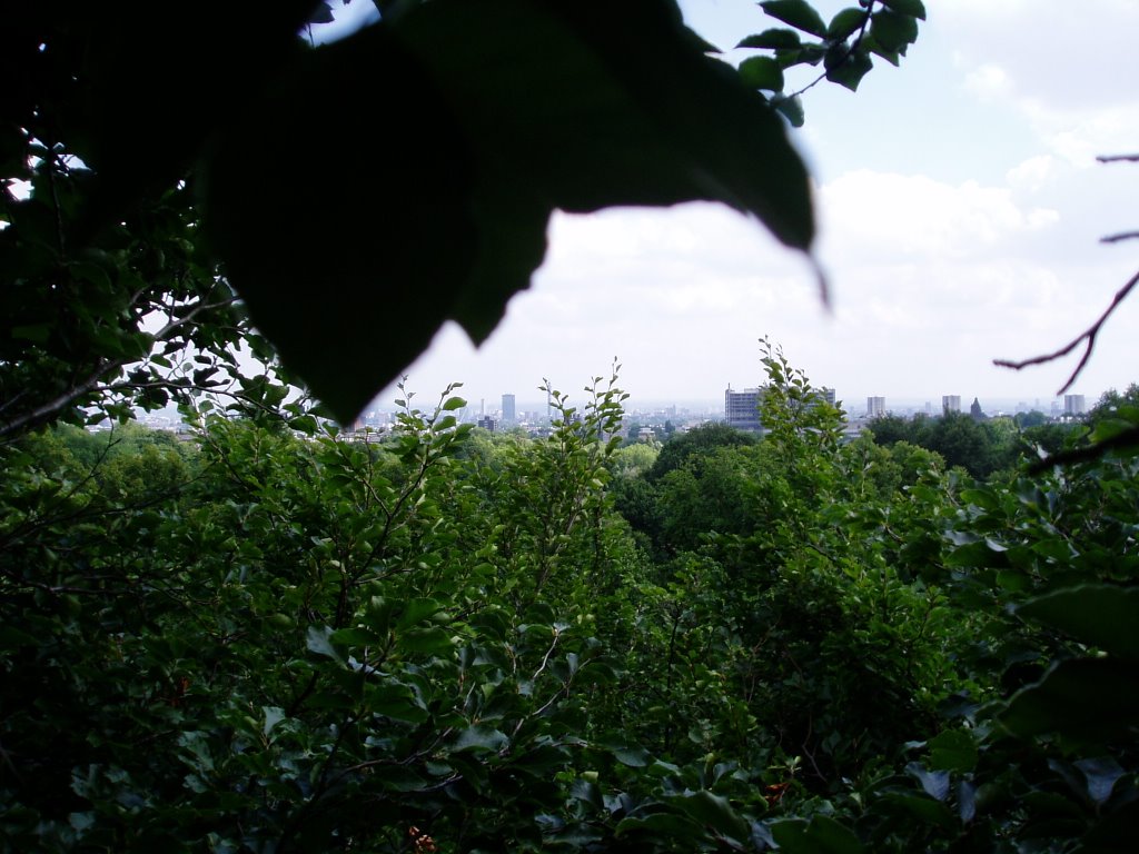 Hampstead Heath, view from up a tree by acaveinpakistan