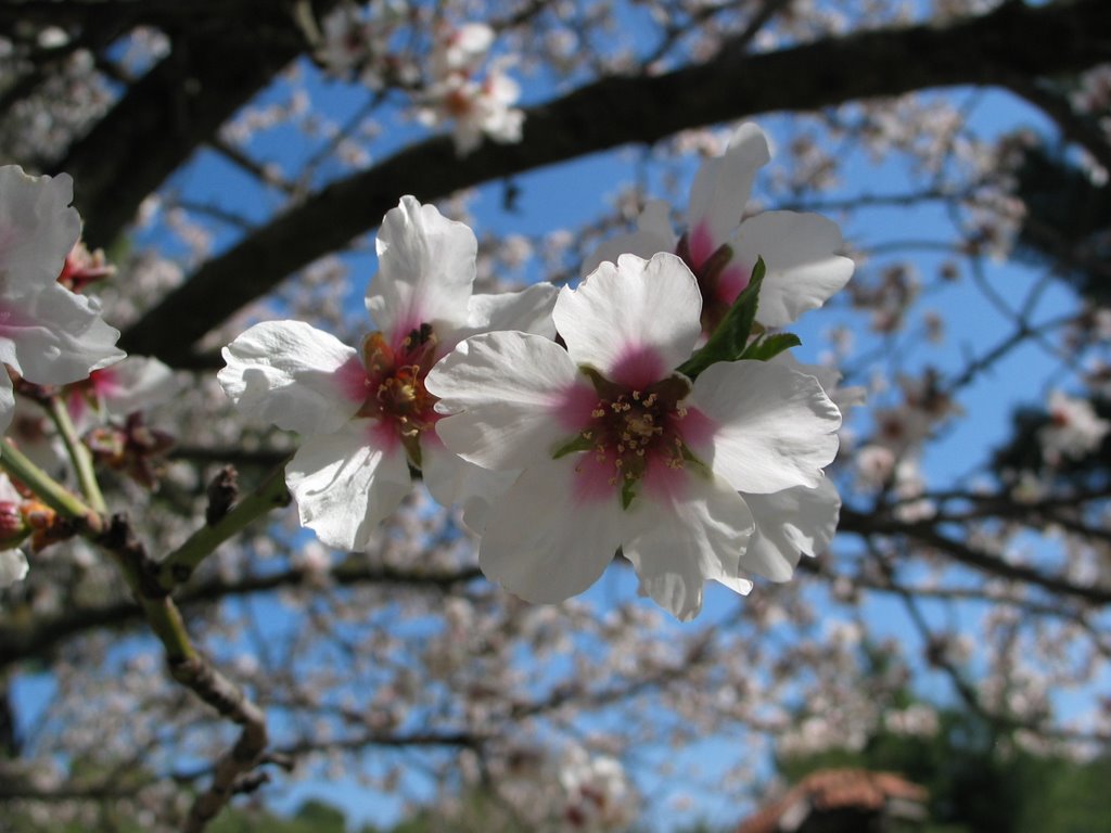 Almond tree - Αμυγδαλιά by Phaethon