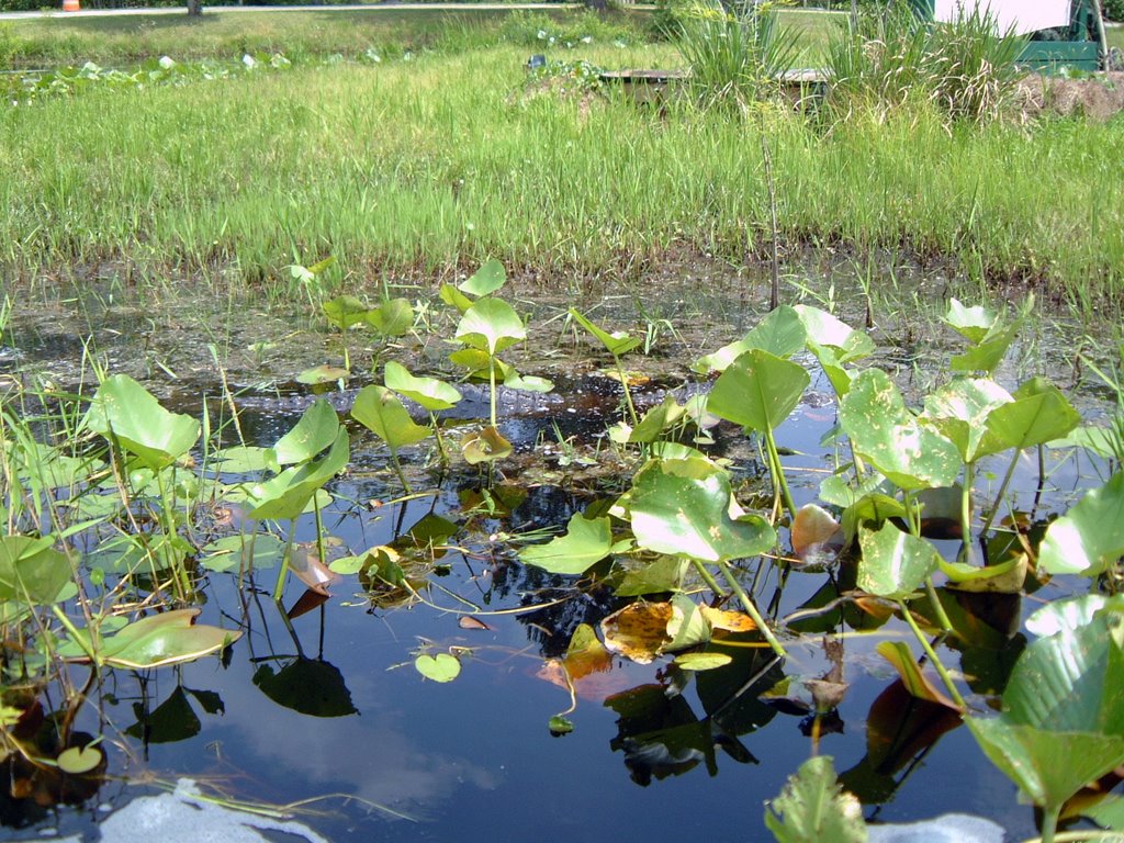 Alligator in the reeds by Raymond J Brotherton