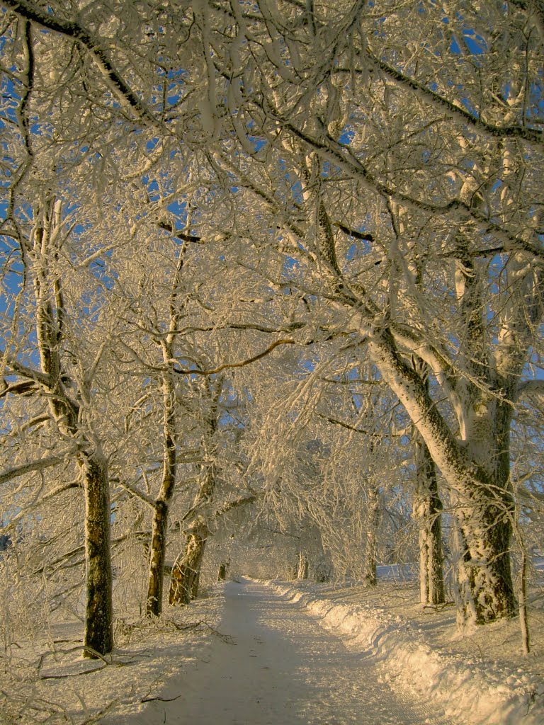 Allee im Winter, Silberhütte by Hofmann H.