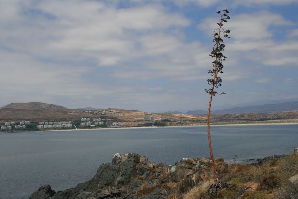 Esquizofrenia vegetal. by Octavio Aldea