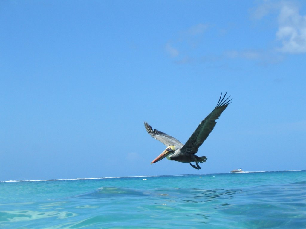 Capitan Pelican Landing by Enrico Antongiovanni