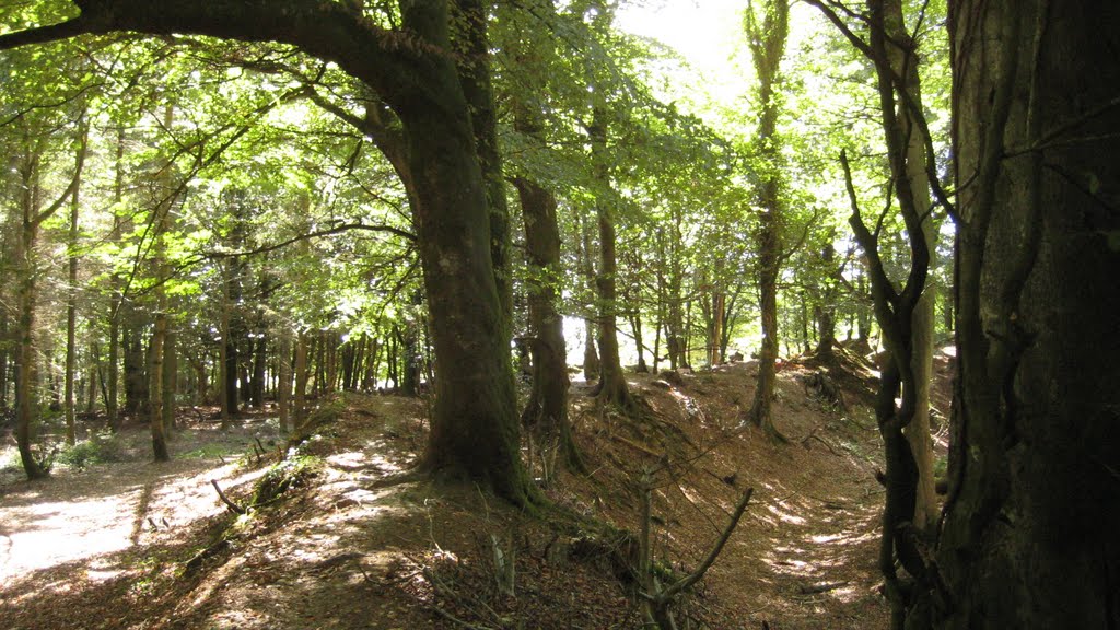 Woodbury Castle, in the trees by john5