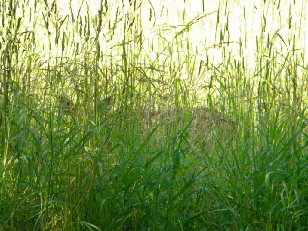 Hiding fawn... I can see you! by Jake Kleinknecht