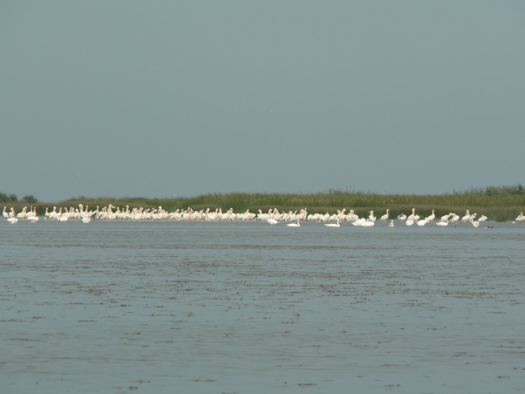 Anonimvl 2007 - Pelicans near Sacalin Isle by Iulian Neghina