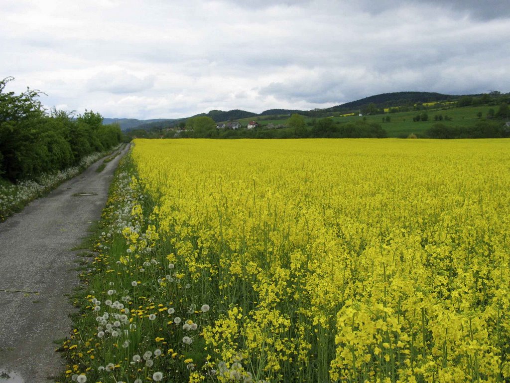 Schmalkaldetal by e.dreßel