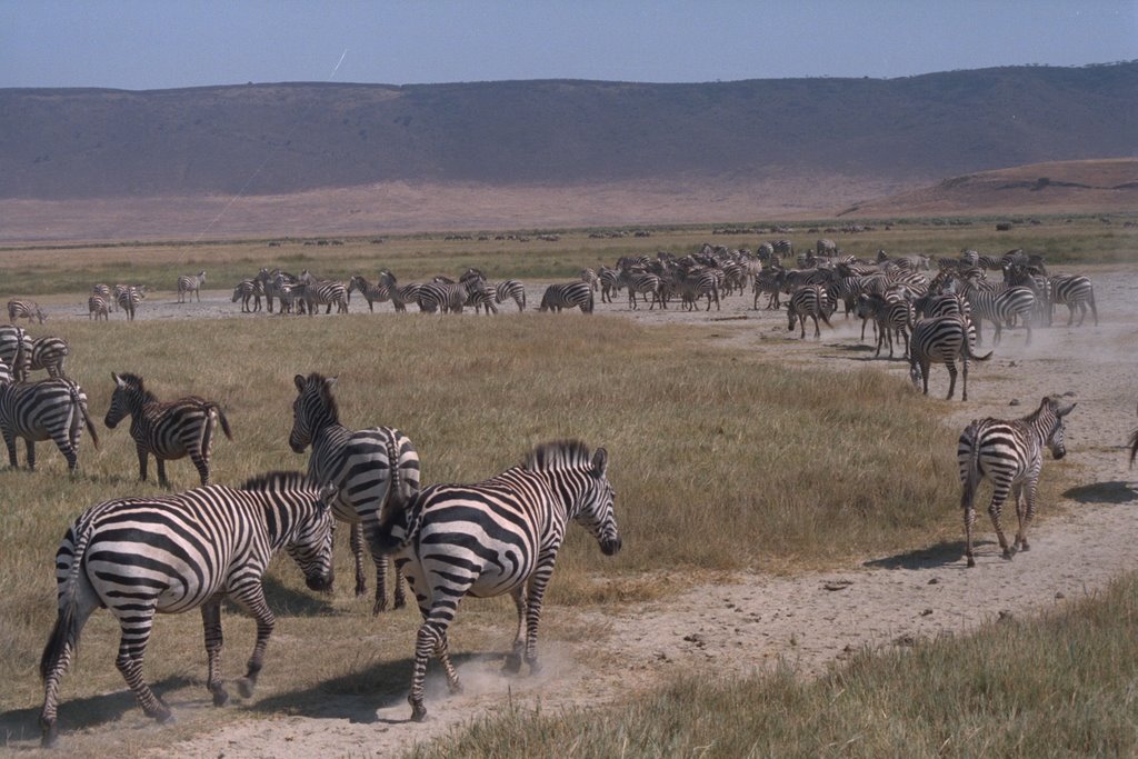 Ngorongoro Zebras by pokatok