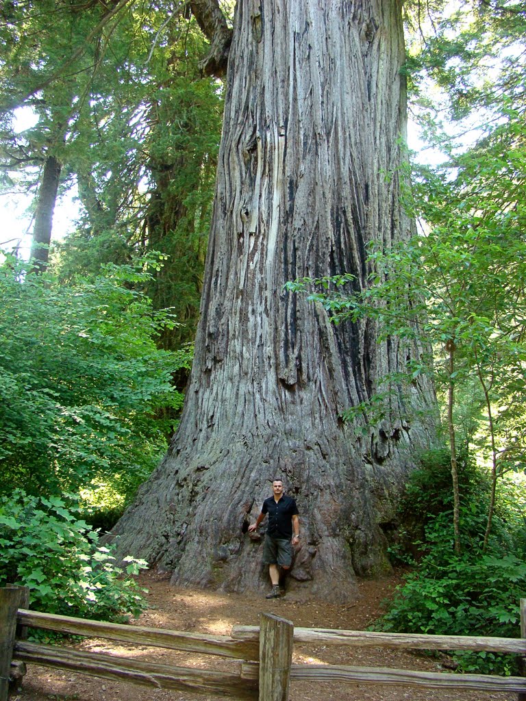 Big Tree by Ge Nielissen