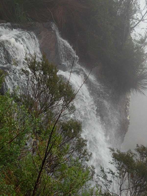 Casaca Springbrook National Parck, Australia 2010 by pinpo