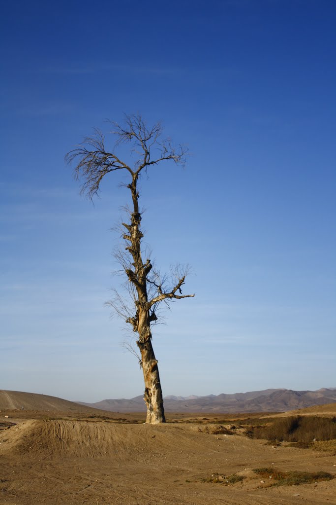 Árbol del marañon by Cony Jorratt