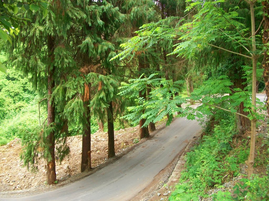 Road in Tsikhisdziri by Pogromca Gašnič