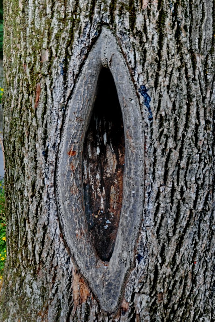 Che titolo mettere...Il centro del mondo visto da un albero? by Vincenzo  -bs-