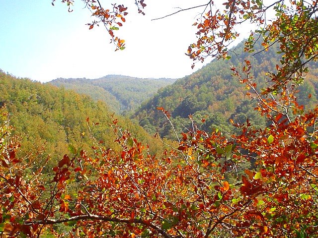 Bosque de Robles y coigües by Oscar Fernández C