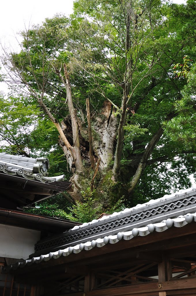 府中神社　ケヤキ by shinsenkyo