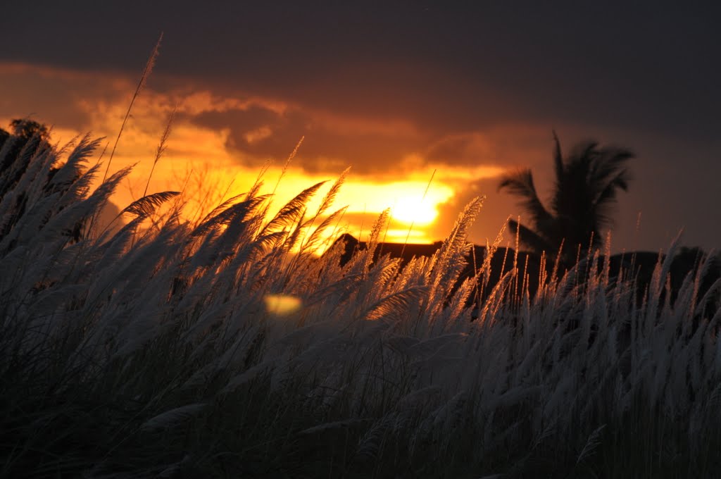 Sunset & Cogon grass blooms by cesarcentroncambay