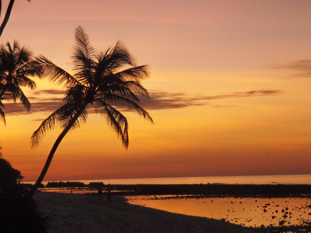 Palm at Sundown by Yetski