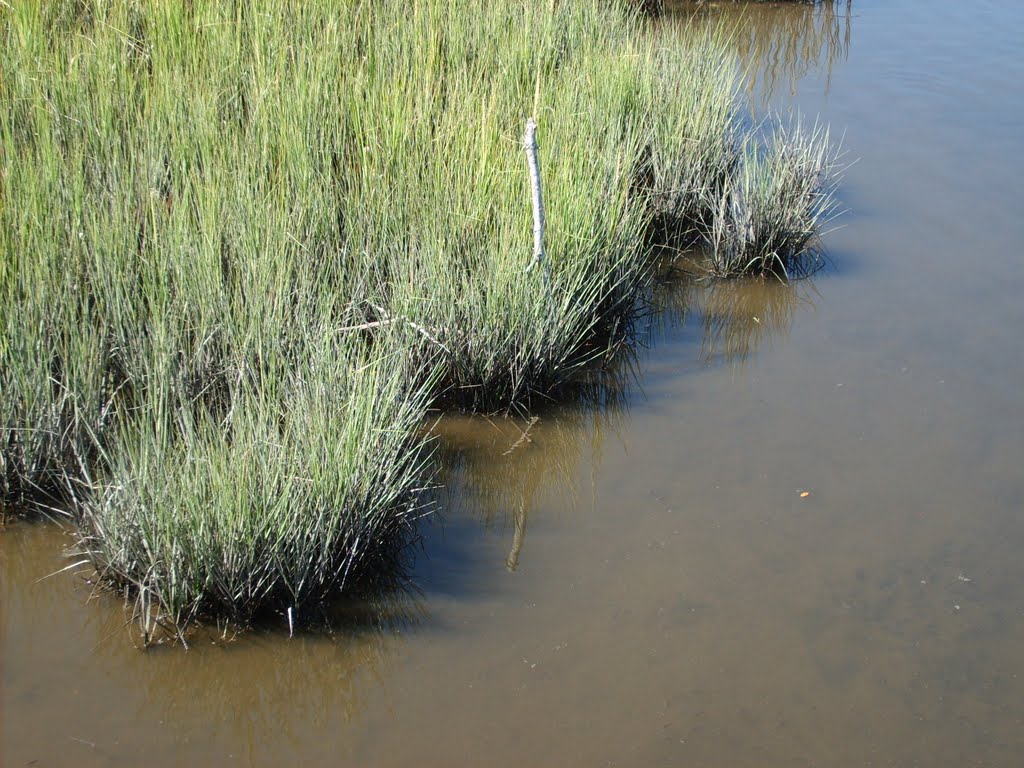 Salt Marsh behind the Aquarium by gdc01