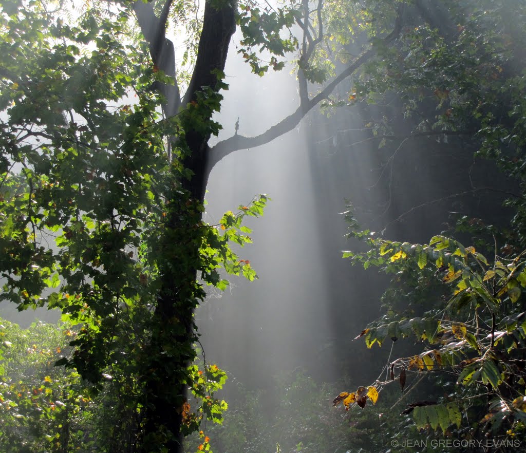 Morning light falls through a foggy haze by jeangregoryevans