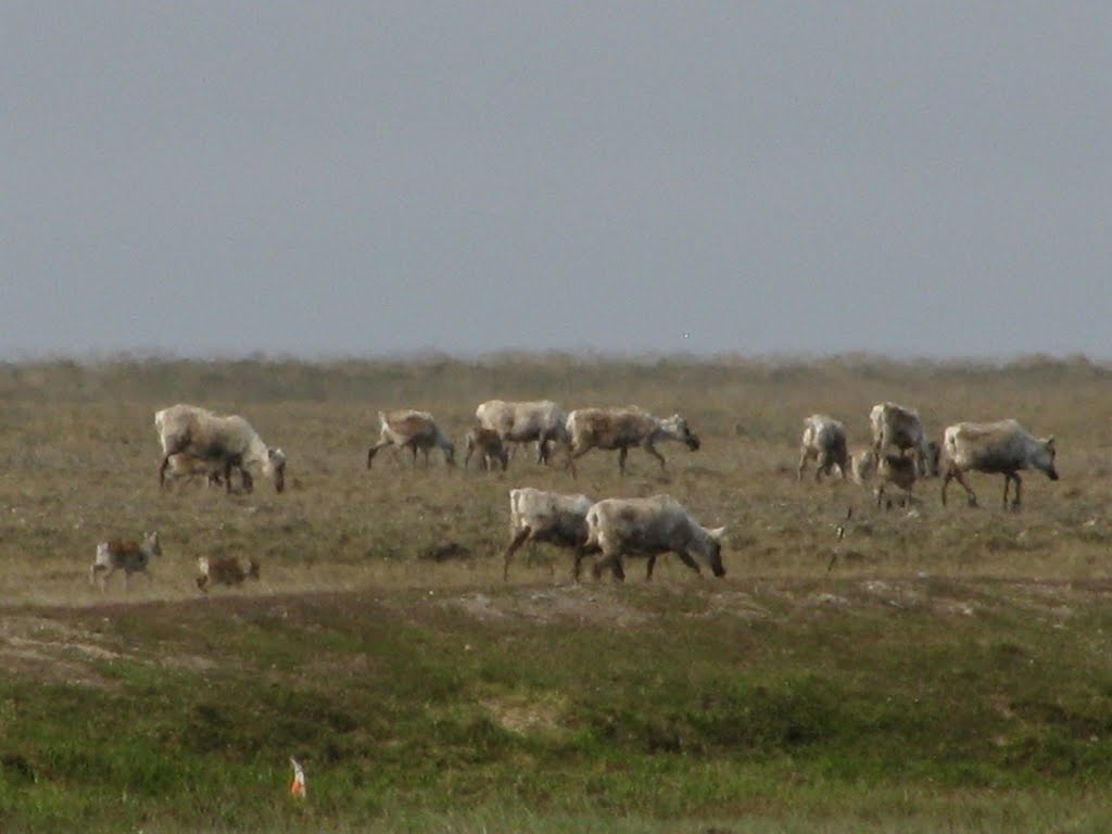 2010-06-30 Caribou on the North Slope. From the Dalton Hwy looking NW. by deanstucker