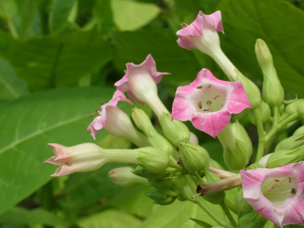 Tobacco (Nicotiana tabacum) in bloom, Lendavske gorice- Slovenia by Andrej Paušič