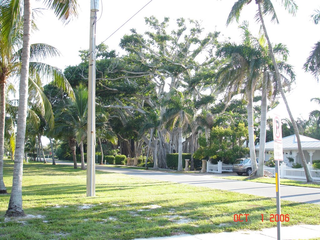 BANYAN TREES IN BOCA GRANDE, FLORIDA by cjtill