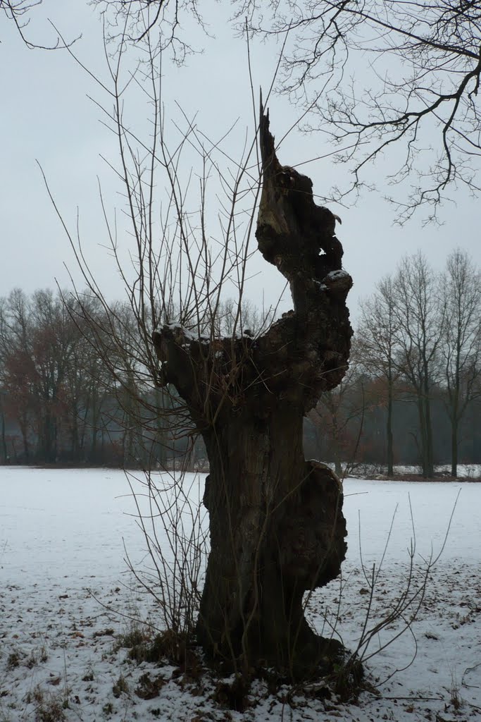 Baumstumpf in der Ilmenauniederung by mp-lueneburg