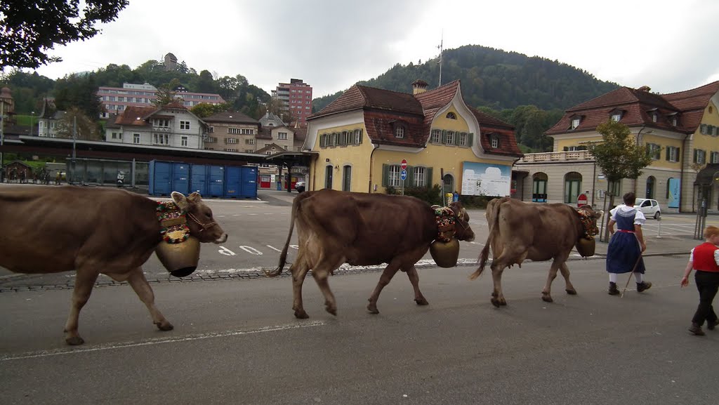 Kühe mit Sennschellen, Sennen, Toggenburger Trachten, Bahnhofstrasse Wattwil by LydiaHaabKrummenauCH