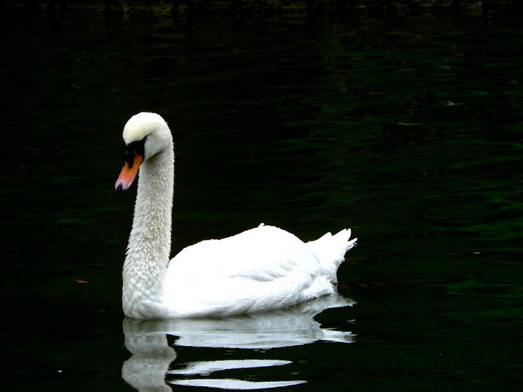 Lonesome swan by mariwash