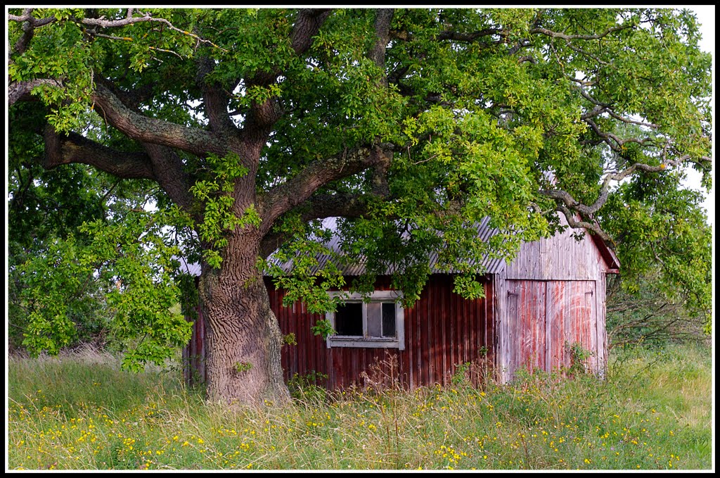 In the shade of the old oak tree by kmat