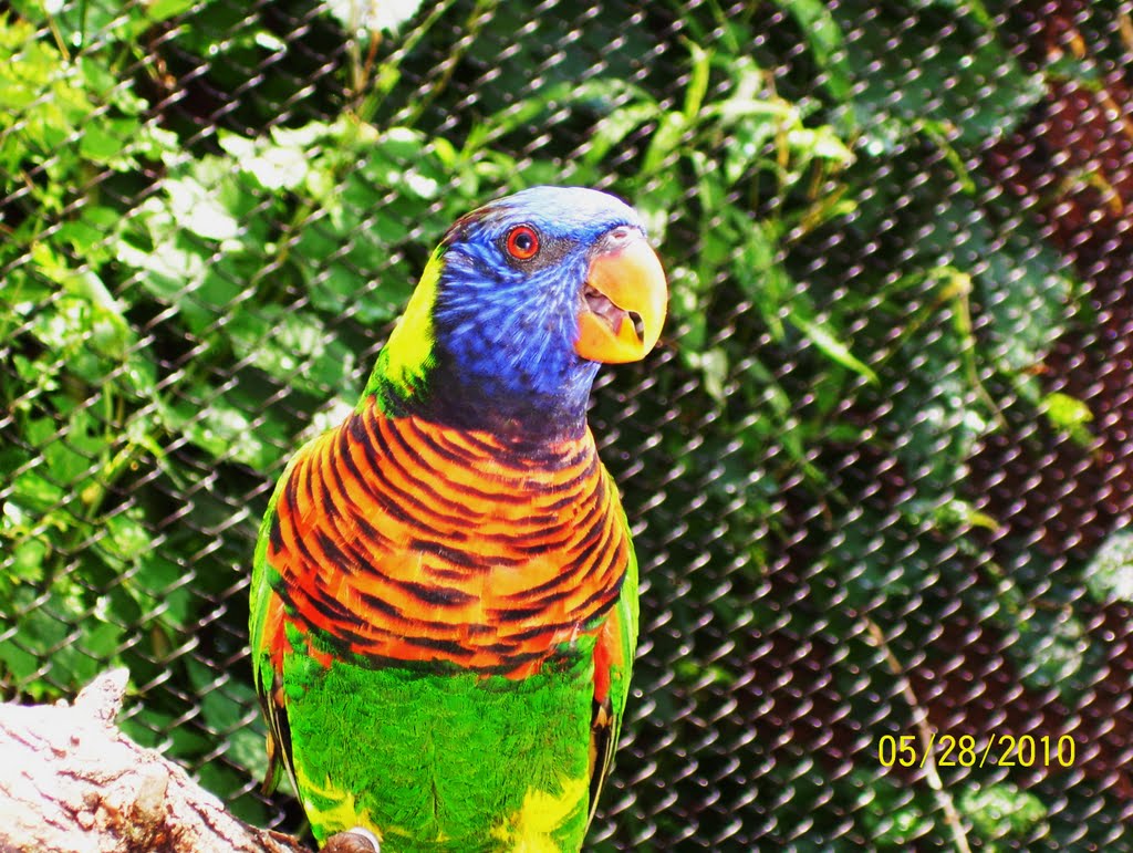 Explorikeet Adventure Oklahoma City Zoo by semape