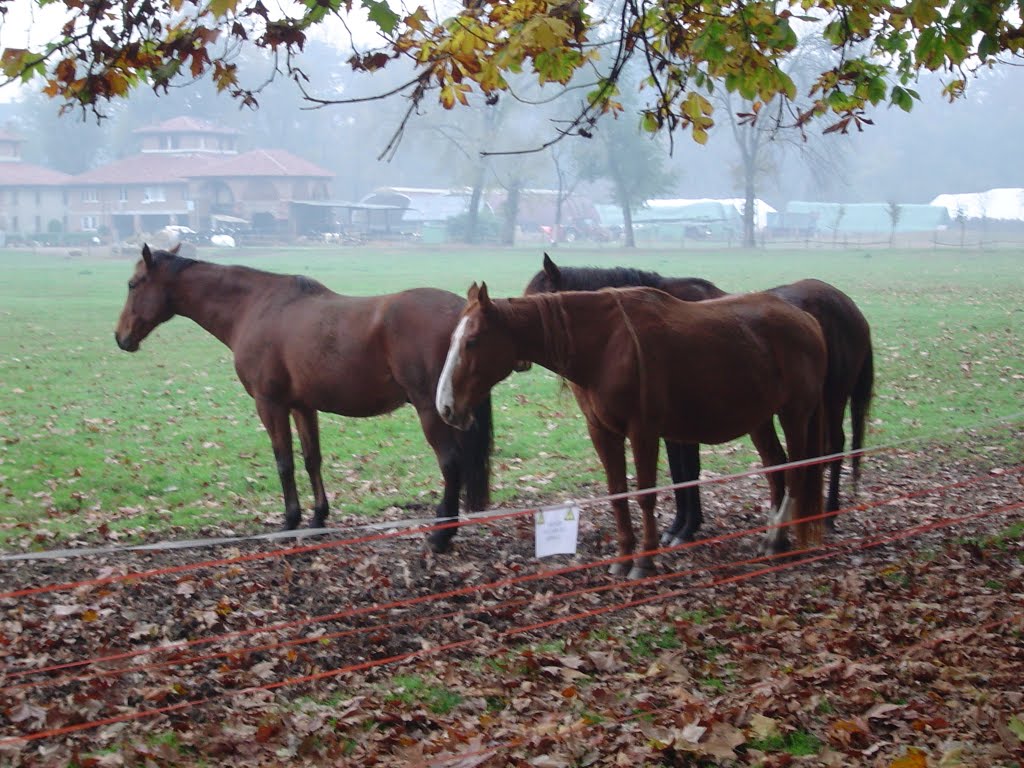 Cavalli nella nebbia by mario otello