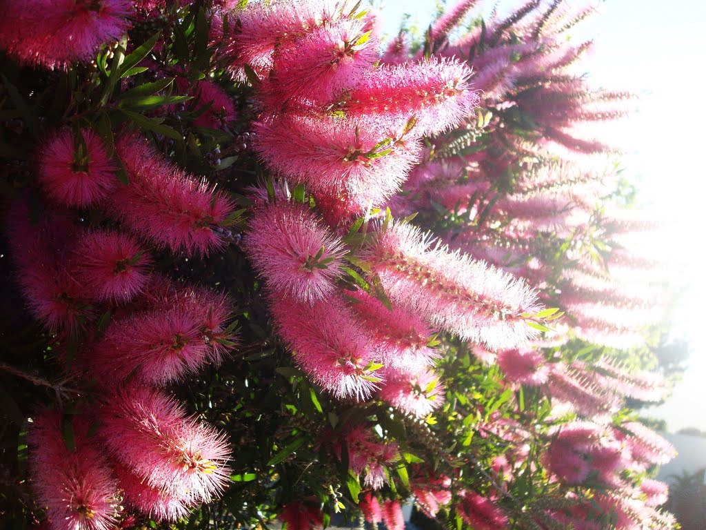 Cape Town: The Brave Little Bottle-Brush (Callistemon) shining in the sunlight (looks good, zoomed) by Hazel Coetzee