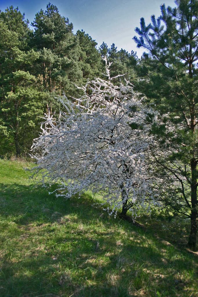 Tree in Bloom] by rimas