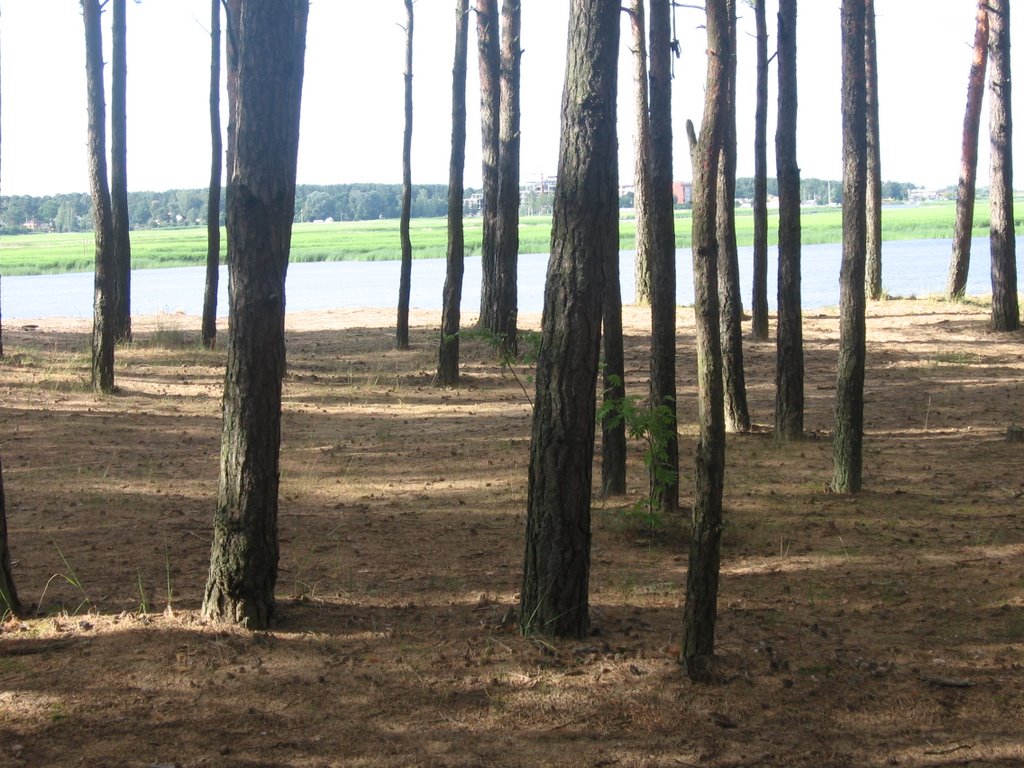 Pine-trees on Lielupe bank by alina_v