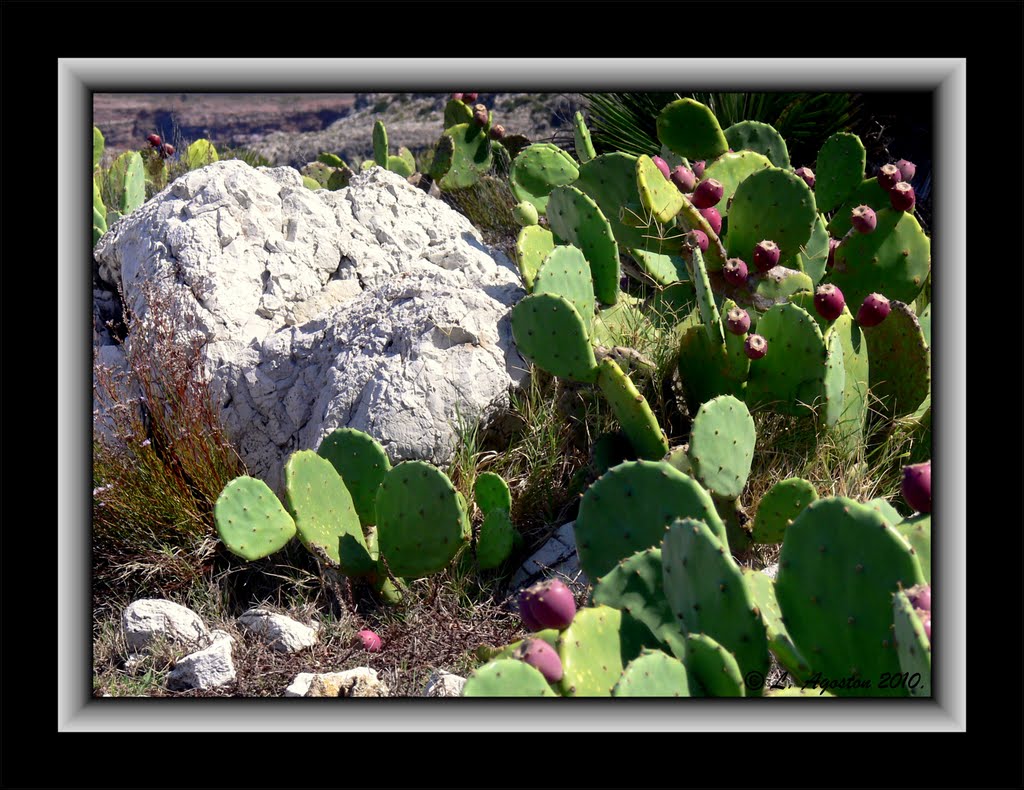 Terrasini, Capo Rama (National Park) by Lohn Agoston