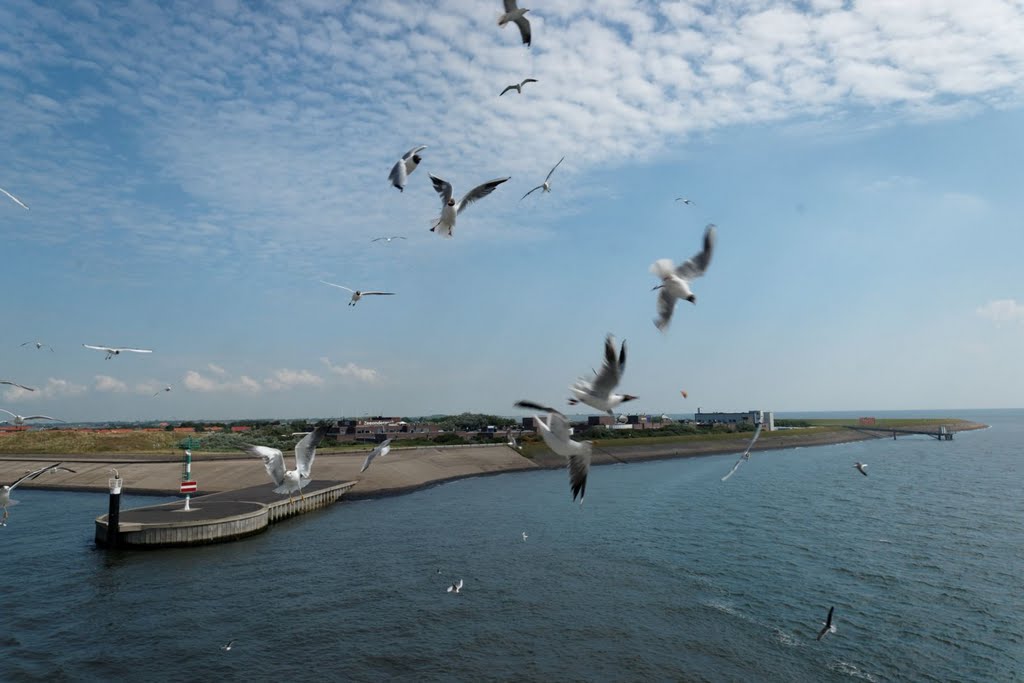 Texel - Marsdiep - Ferry 'Dr. Wagemaker' - View ENE on 't Horntje & NIOZ by txllxt TxllxT