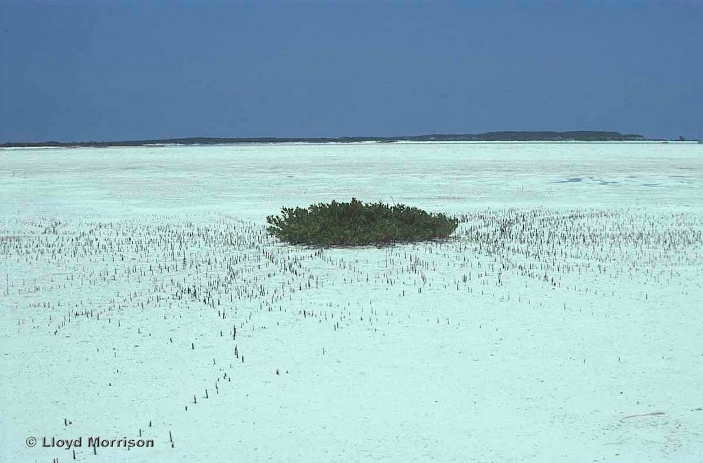 Pipe Cay Lagoon red mangrove at low tide, Exuma Cays, Bahamas by AdventureTravelWW