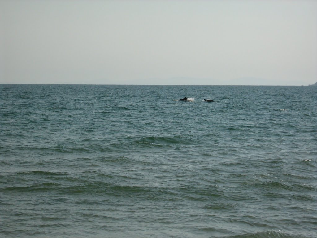 Dolphins at st vlas bulgaria by cremaster