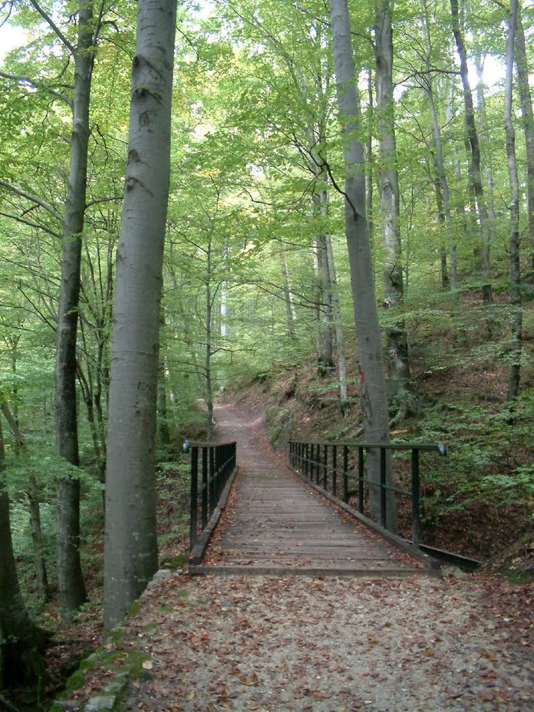 Path above Kraljevec creek by Gábor Ligeti