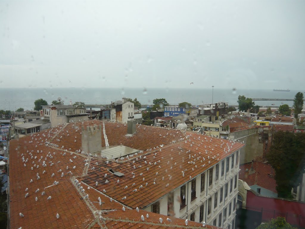 Seagulls in rainy Istanbul by Horia Nilescu