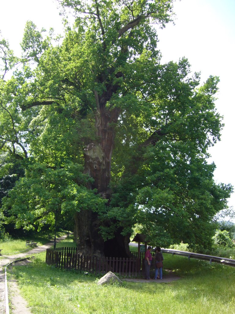 Kadyny, 700 Jahre alte Eiche namens Baysen (polnisch: Dąb Bażyńskiego) ¦ pilago by pilago