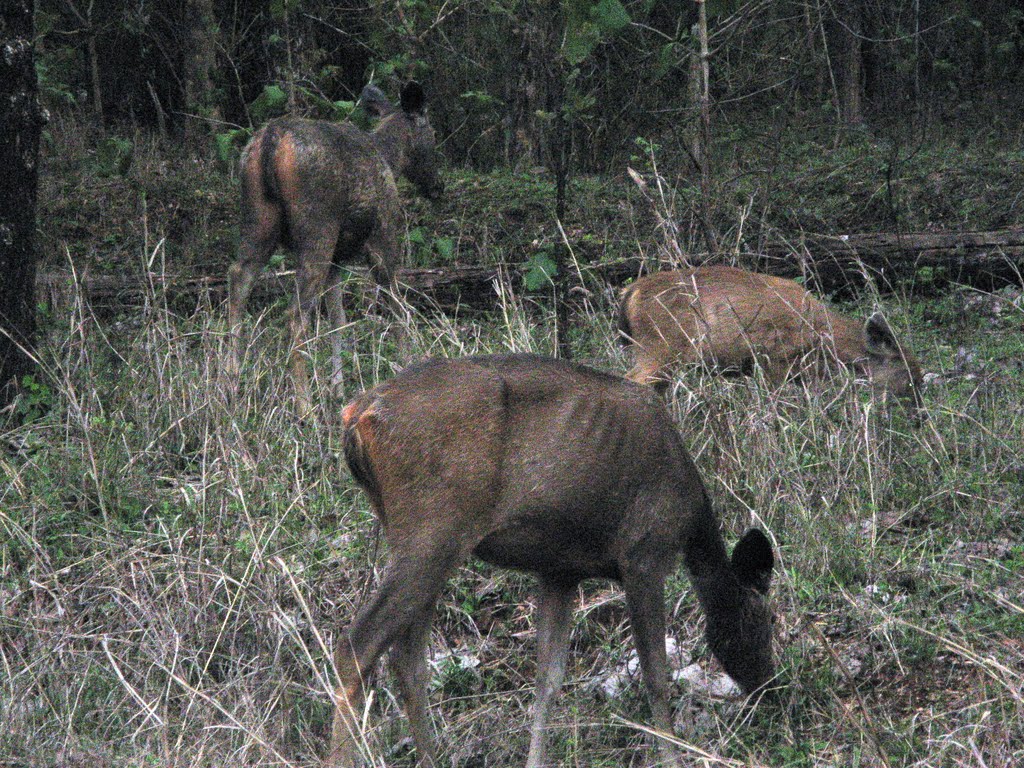 Blue Bulls, Pench by PM Velankar