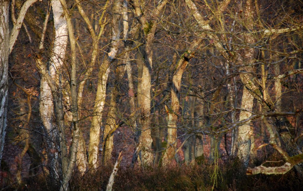 Plateau des grès. Forêt de l'Isle-Adam by Vincent Gautier