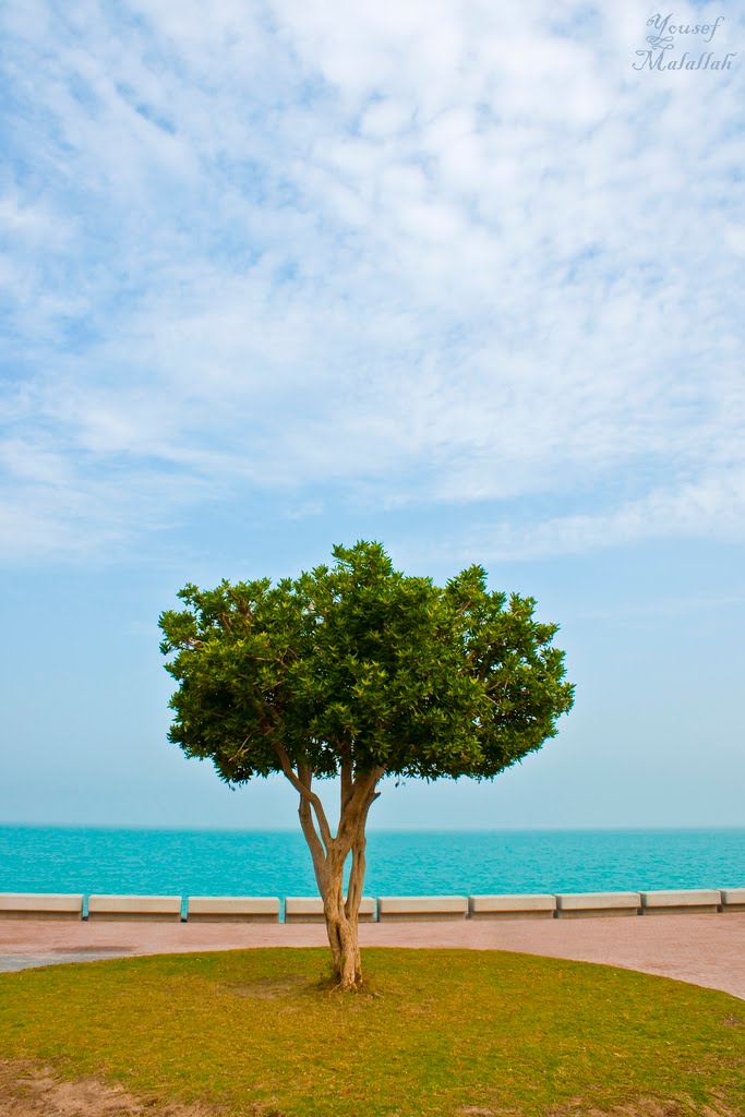 Marina Beach ( Tree ) by yousef malallah